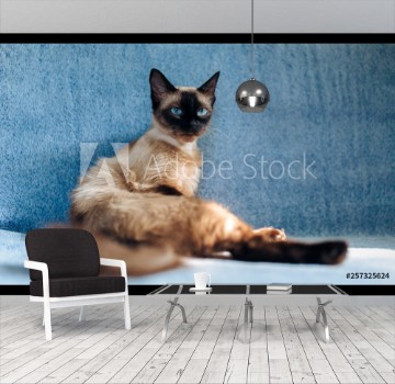 Picture of Haughty vindictive and beautiful Siamese cat resting on the couch Fed lazy and pet posing Funny photo Cat habits